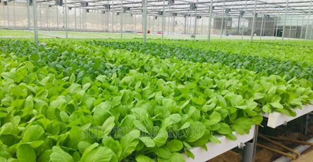 Tìm hiểu về vai trò của thâm canh là gì?