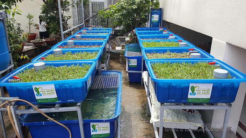 Mô hình Aquaponics tại nhà 