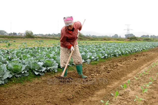 Bản chất của trồng, nuôi thâm canh là gì?
