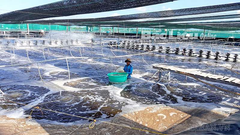 Nuôi tôm siêu thâm canh của người dân